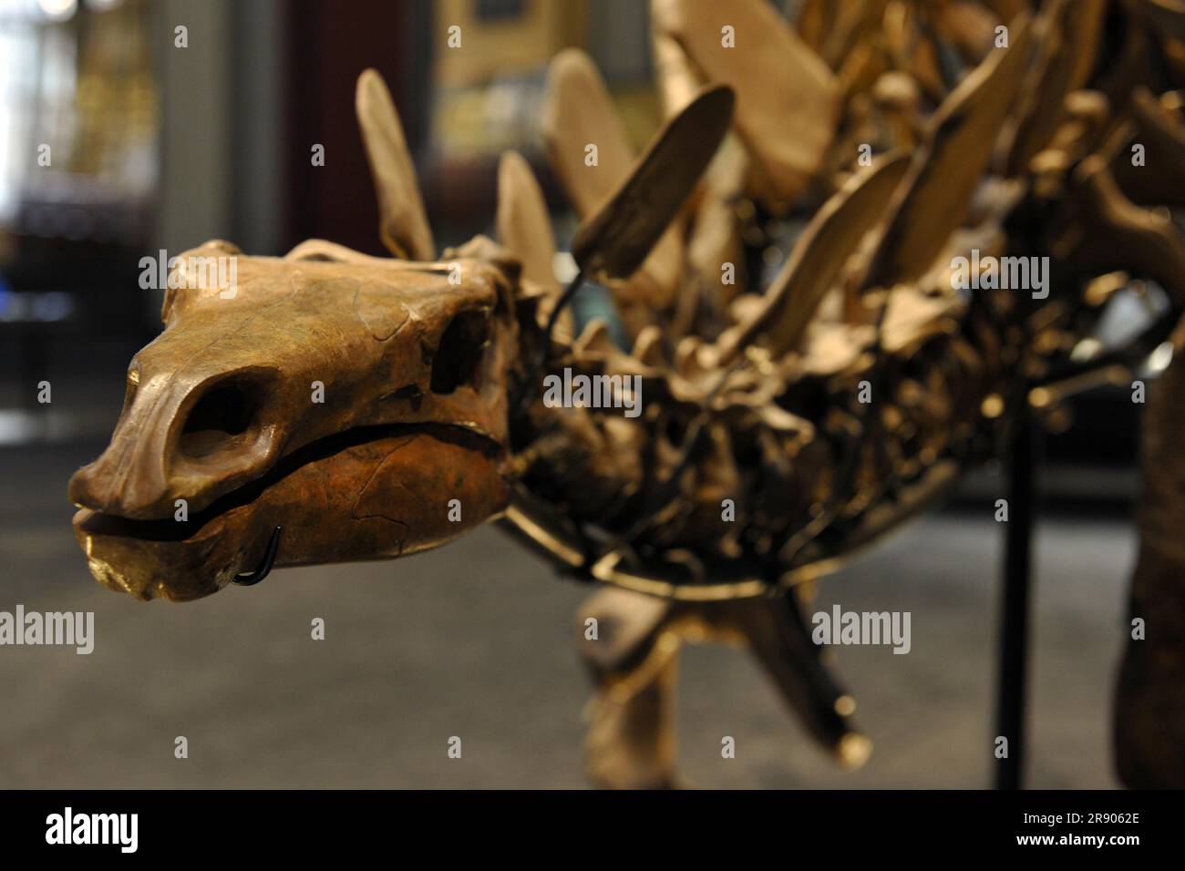 Dinosaur skeleton, construction of Kentosaurus aethiopicus, Museum fuer Naturkunde, Berlin, Germany, skull Stock Photo