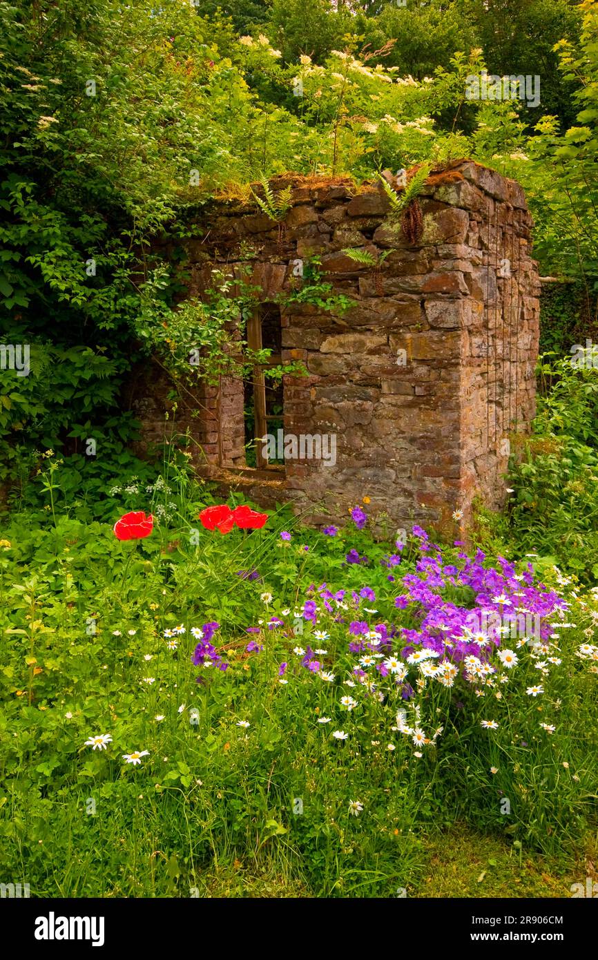 Ruin, garden, daisies (Leucanthemum), cranesbill (Geranium), poppy (Papaver), Germany Stock Photo