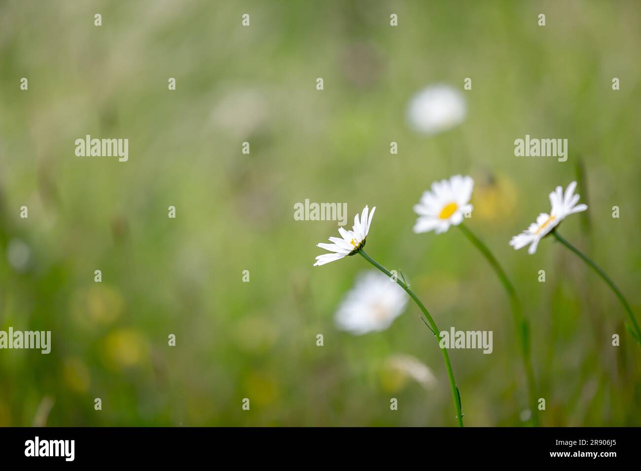 Daisies with selective focus, on a sunny May day Stock Photo