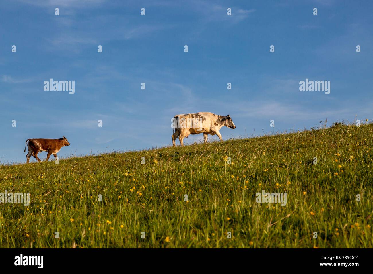 Cows on Firle Beacon in Sussex, on a Sunny late spring evening Stock Photo
