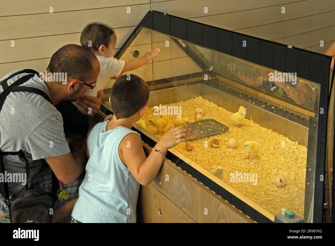 Tourists at incubator for chicks, Museu de les Ciencies Principe Felipe
