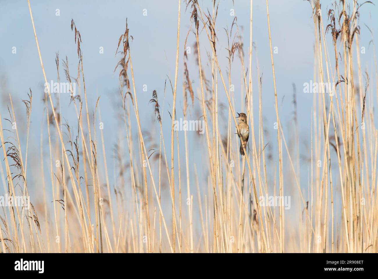 Singing Savi's Warbler, Locustella luscinioides, in reedbed in the Netherlands. Stock Photo