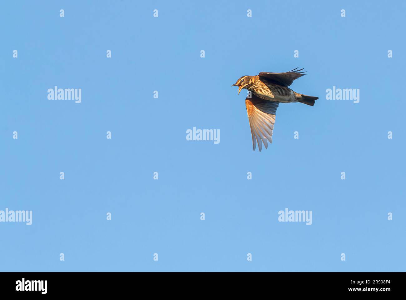 Redwing (Turdus iliacus) in Katwijk, Netherlands. Autumn migration. Couching up food in mid air. Stock Photo