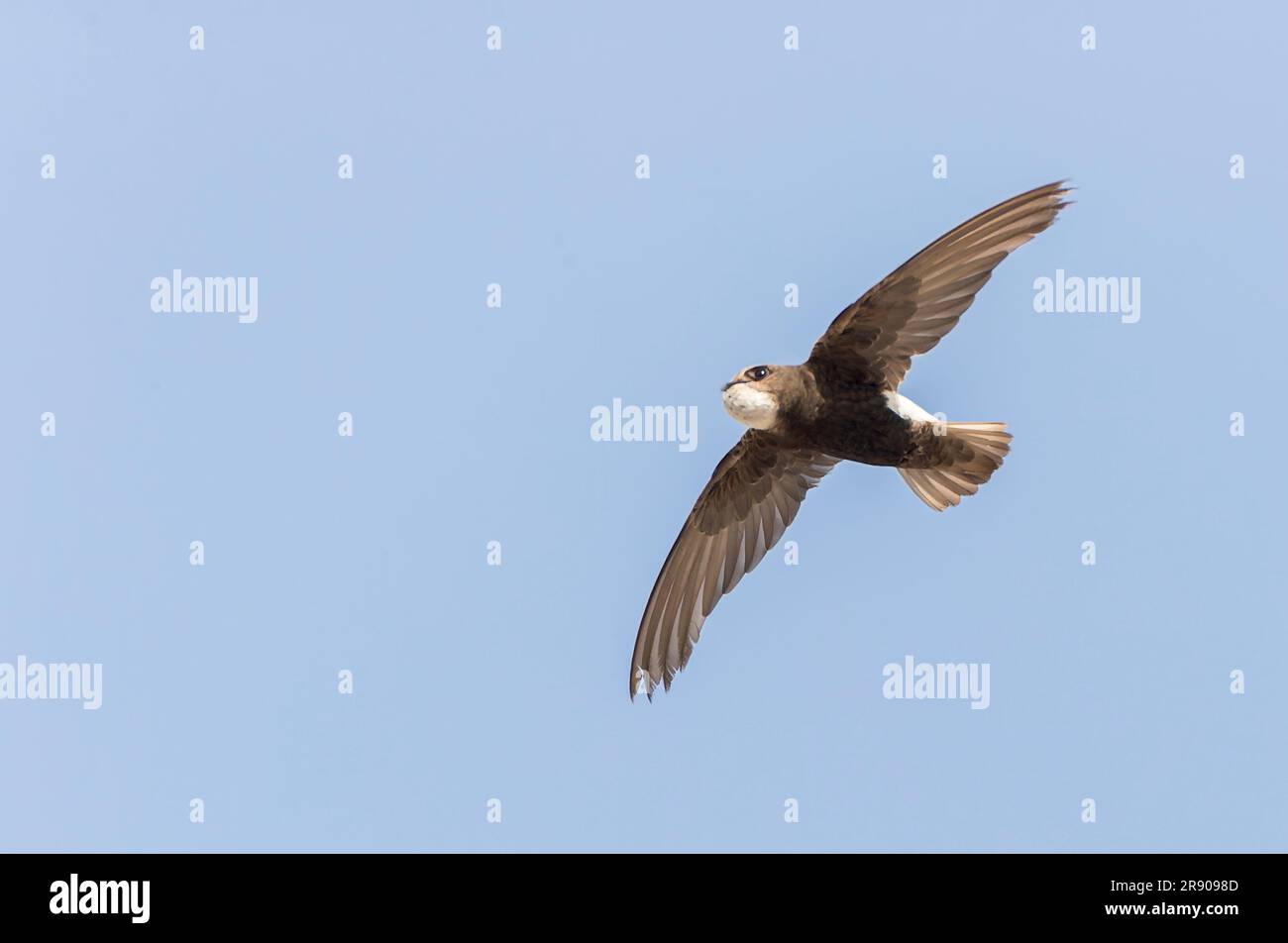Little Swift (Apus affinis) in Chipiona, Spain. One of the few breeding area's in Europe. Stock Photo