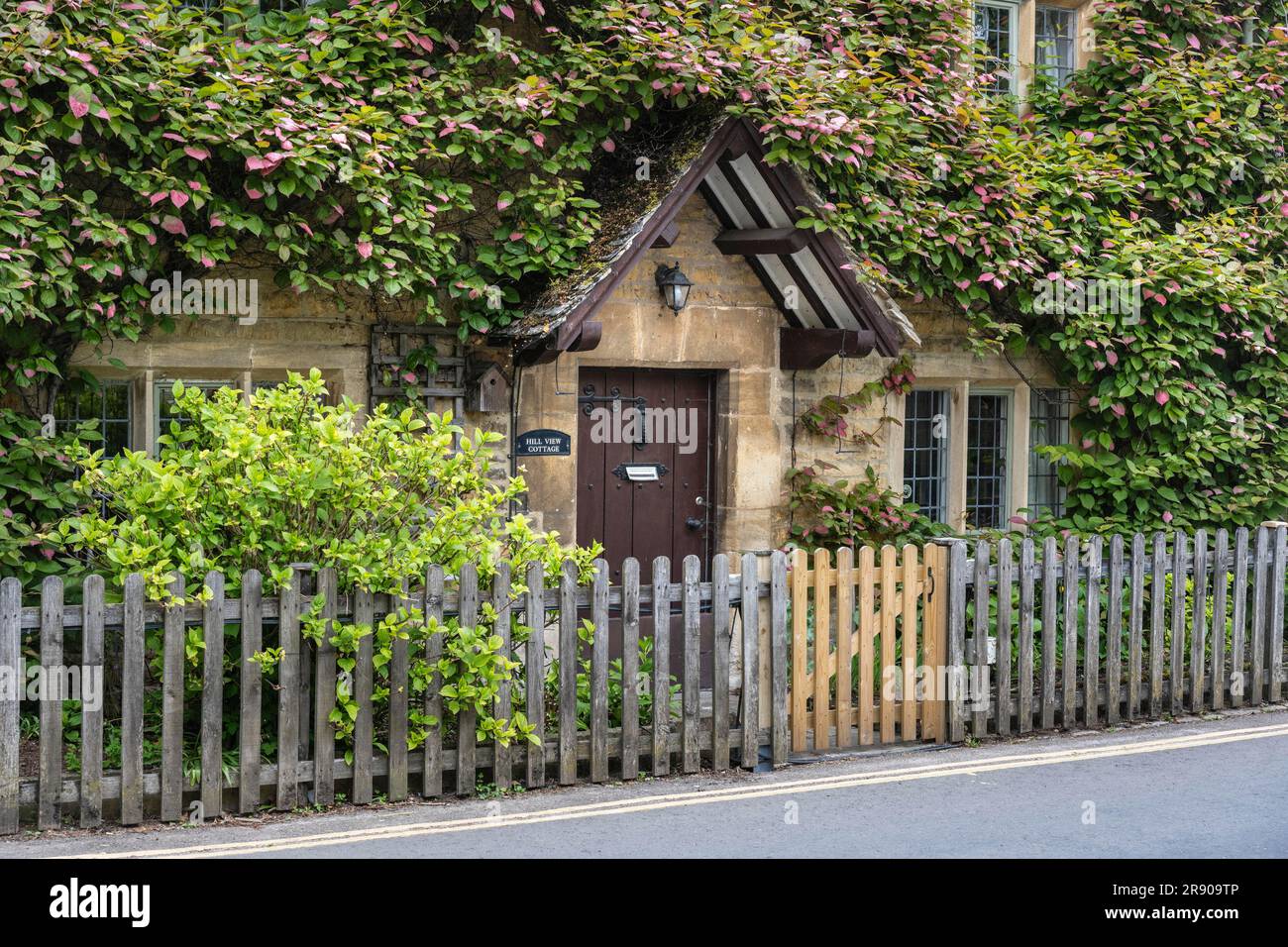 Typical yellow Cotswolds stone house with dense plant growth on the
