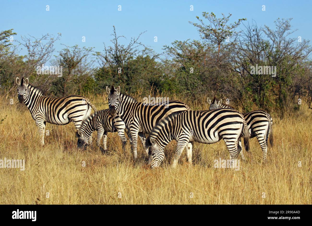 Zebras in the morning light in Mahango National Park, Namibia Stock ...
