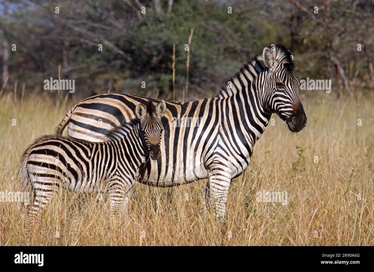 Zebra with offspring in the morning light in Mahango National Park ...