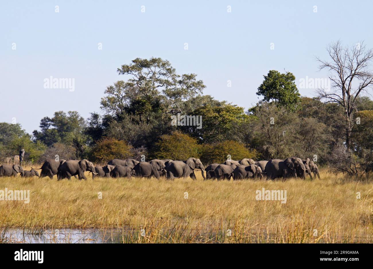 Herd of elephants in Susuwe National Park, Namibia Stock Photo