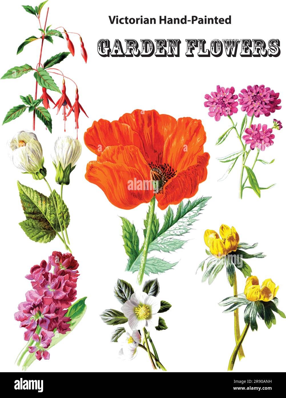 Colorful and beautiful images of handpainted garden flowers from the