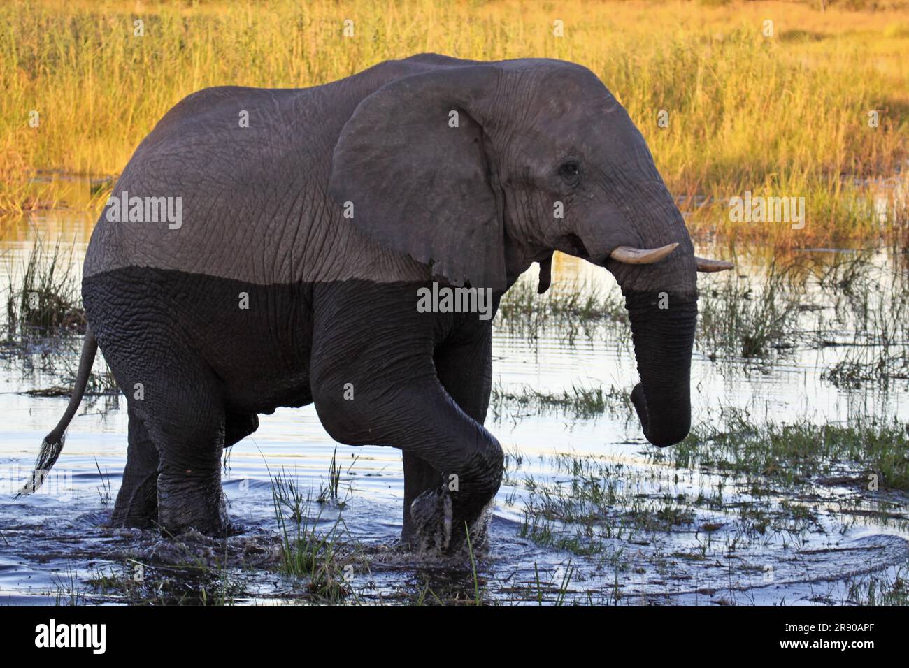 Elephant in the evening light in Susuwe National Park, Namibia Stock Photo