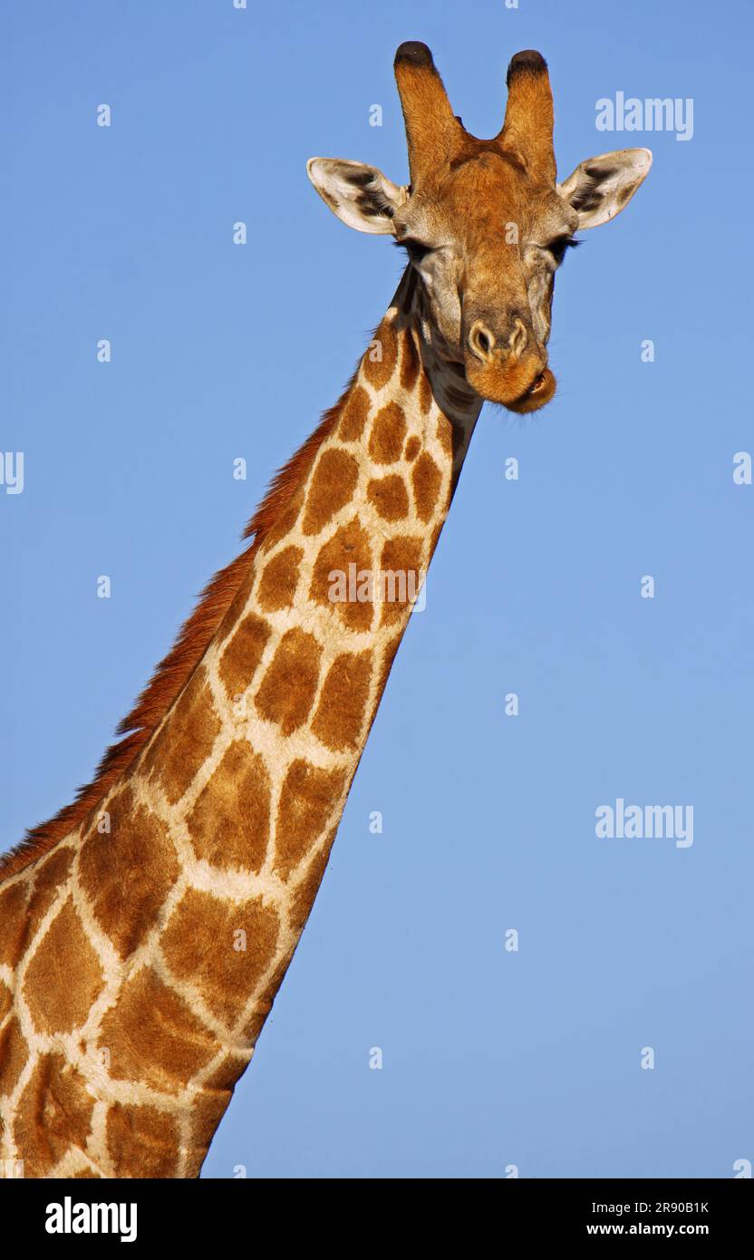 Giraffe in Chobe National Park Botswana, Giraffe in Botswana Stock Photo