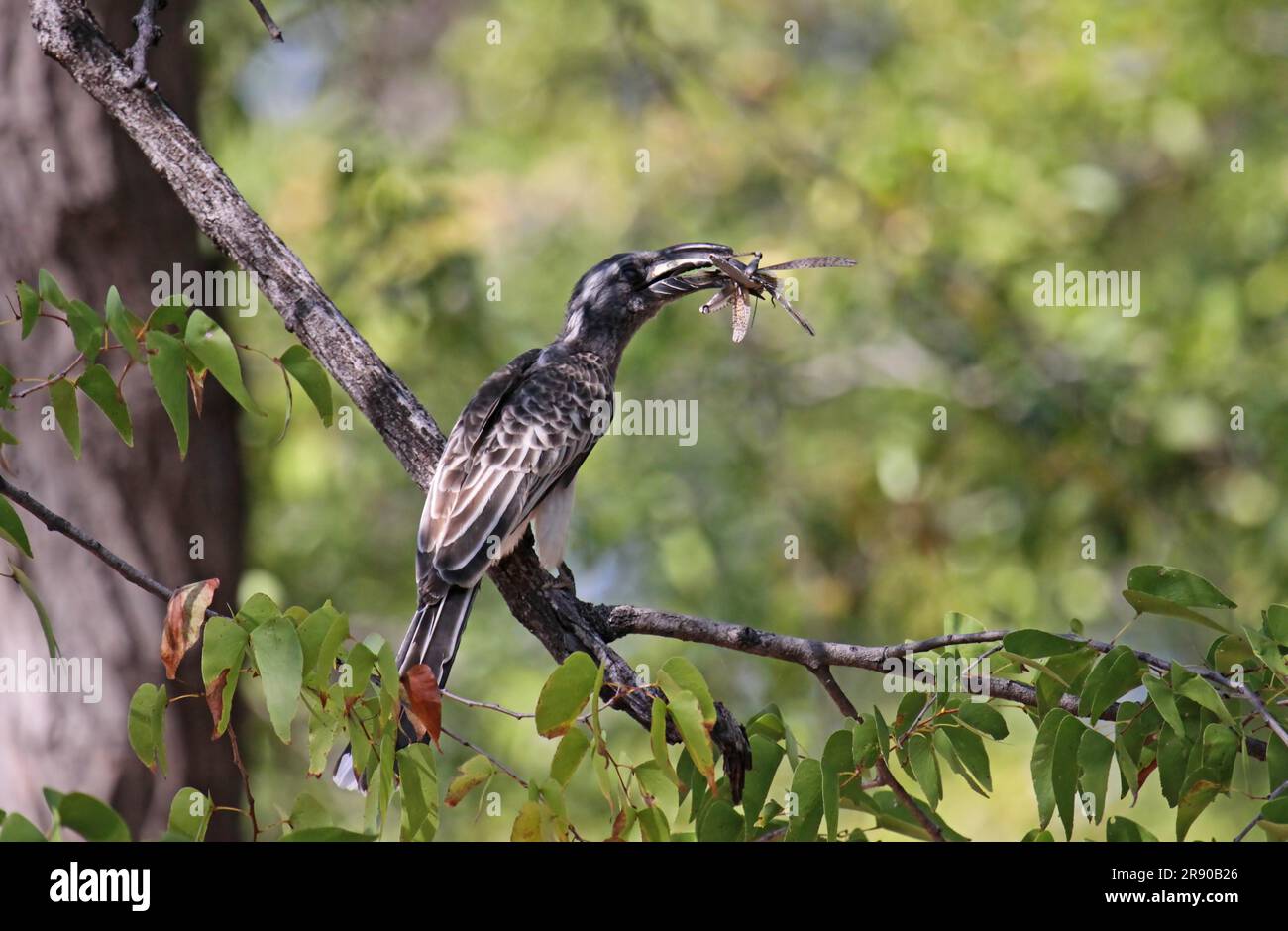 Hornbill, grey plumage, with prey in Moremi Game Reserve, Botswana Stock Photo