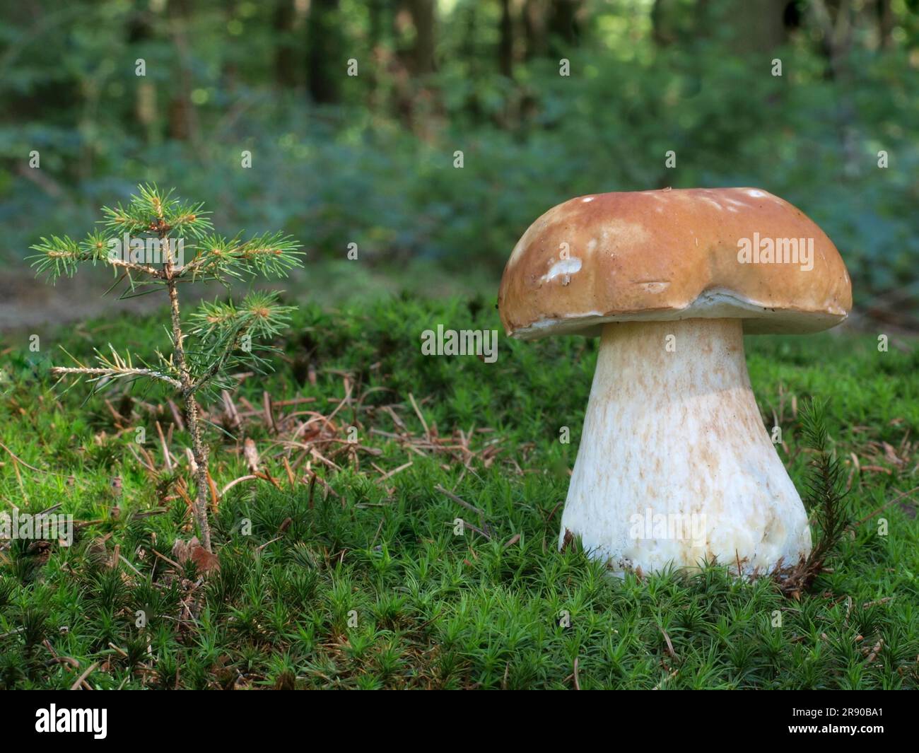 Porcini mushroom Stock Photo