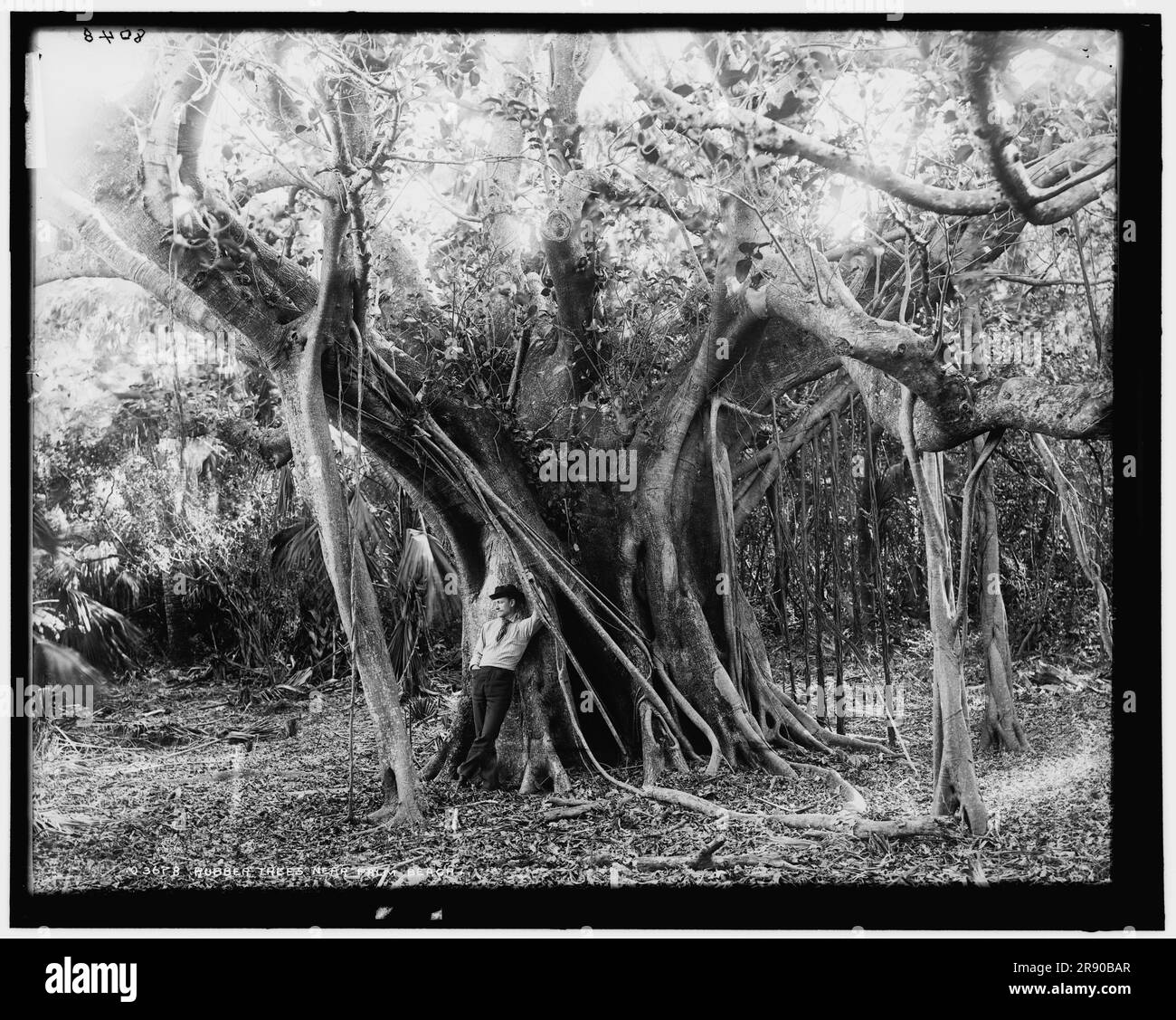 Rubber tree, Lake Worth, Fla., between 1880 and 1897. Stock Photo