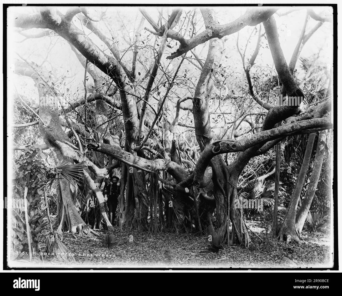 Rubber trees, Lake Worth, between 1880 and 1897. Stock Photo