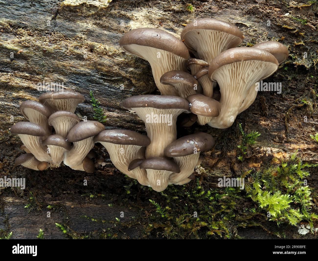 Oyster mushroom straw Cut Out Stock Images & Pictures - Alamy