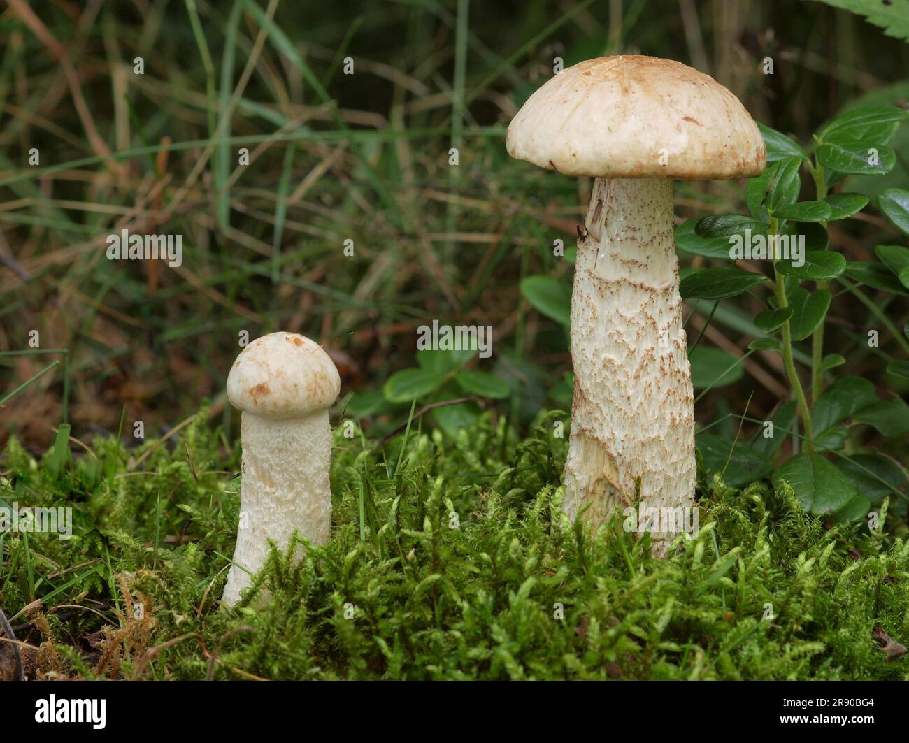 commonly known as the white birch bolete (Leccinum holopus), white bog bolete, or ghost bolete, is a species of bolete fungus. It associates with Stock Photo