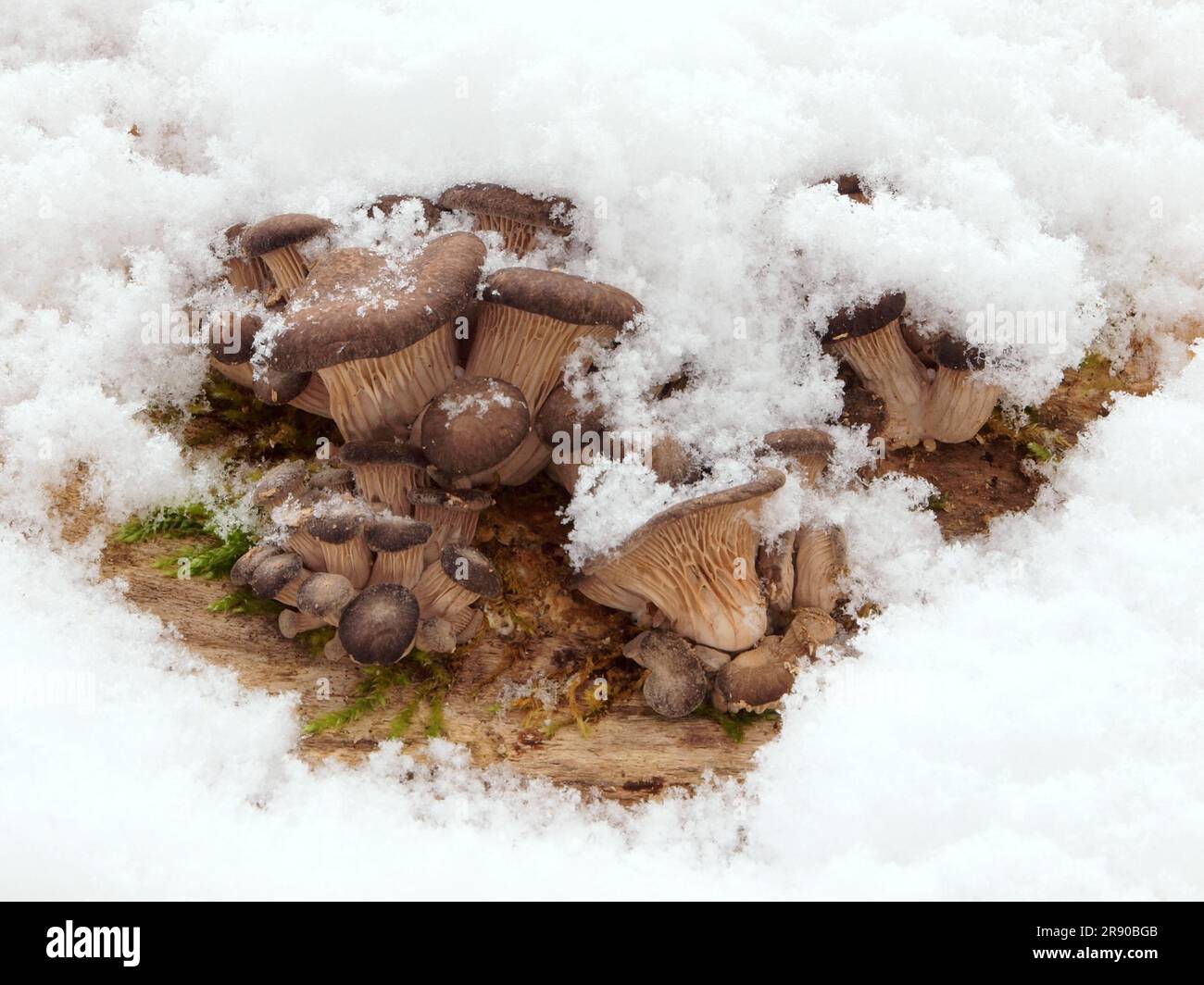 Common names are Oyster mushroom, grey oyster mushroom, oyster shelf, tree oyster, Hiratake