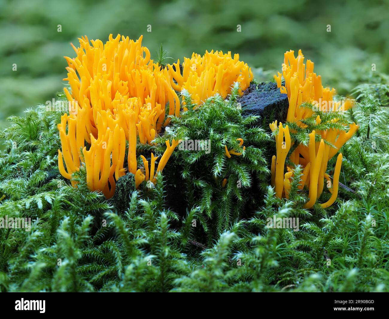 commonly known as the yellow stagshorn (Calocera viscosa), is a jelly fungus Stock Photo