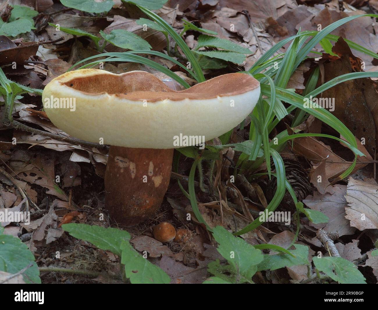 Gyroporus castaneus, or commonly the chestnut bolete, is a small, white-pored mushroom. Gyroporus castaneus is edible, and highly regarded by most Stock Photo