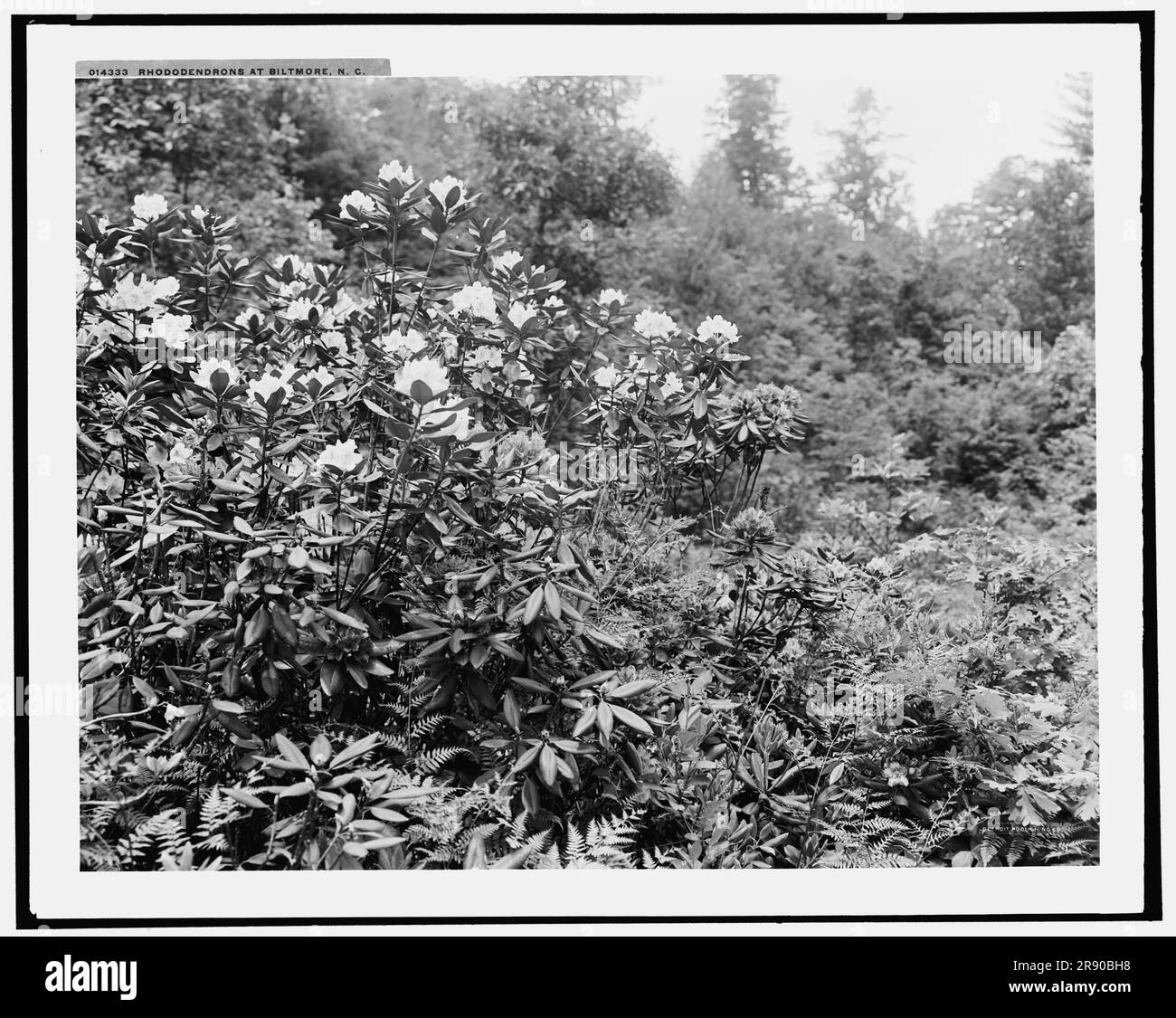 Rhododendrons at Biltmore House, N.C., (1902?). Stock Photo