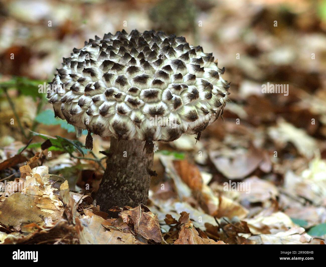 commonly known as old (Strobilomyces strobilaceus) man of the woods, is a species of fungus in the family Boletaceae. It is native to Europe and Stock Photo