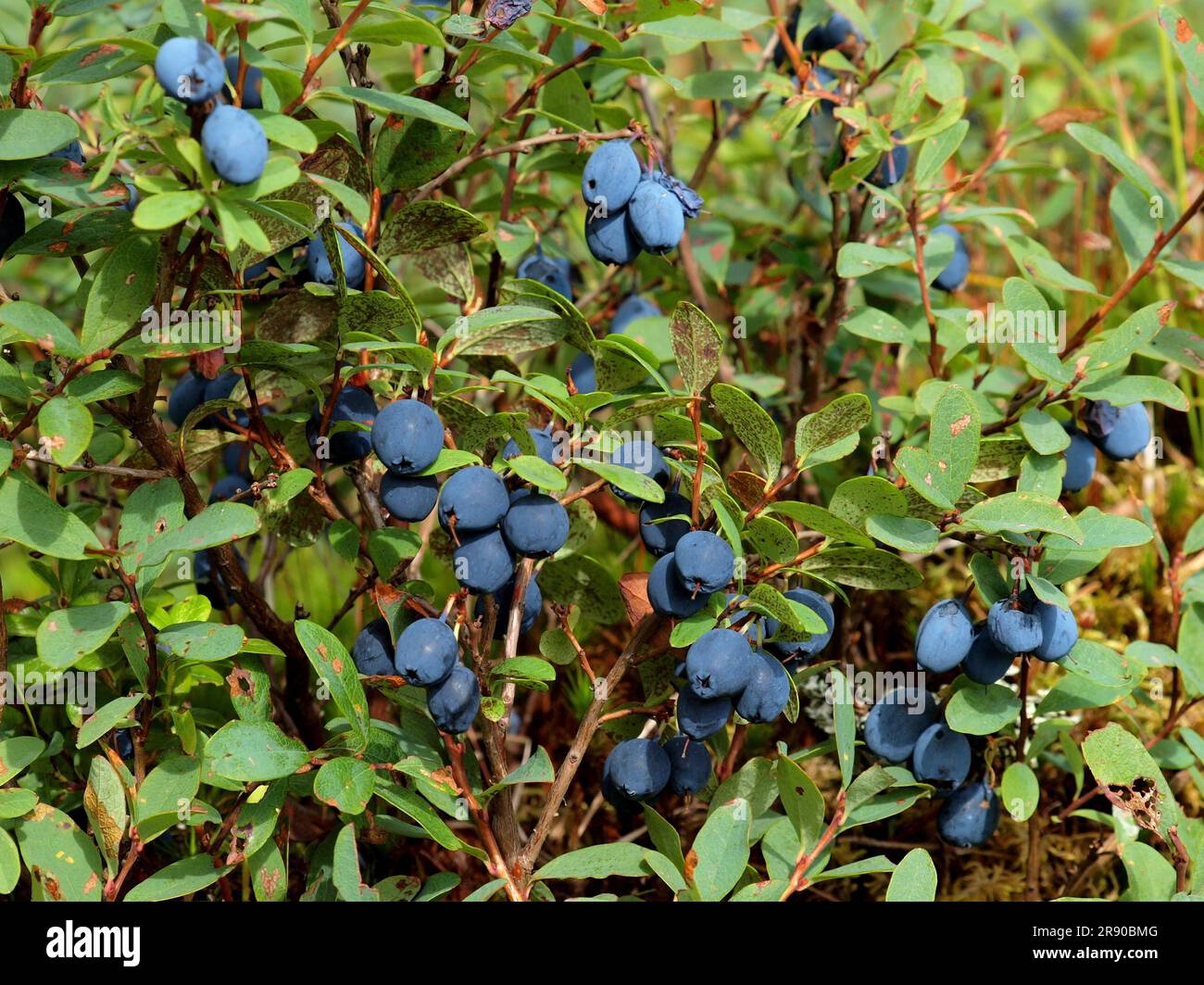 Vaccinium uliginosum (bog bilberry) (bog blueberry) (northern bilberry or western blueberry) is a flowering plant in the genus Vaccinium within the Stock Photo