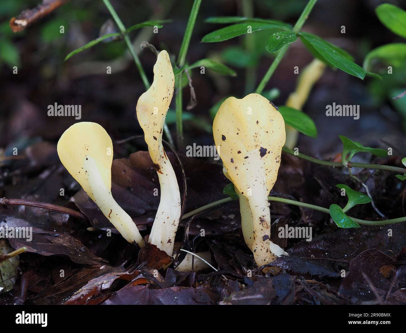 commonly known as the yellow earth tongue (Spathularia flavida), the yellow fan, or the fairy fan, is an ascomycete fungus found in coniferous Stock Photo