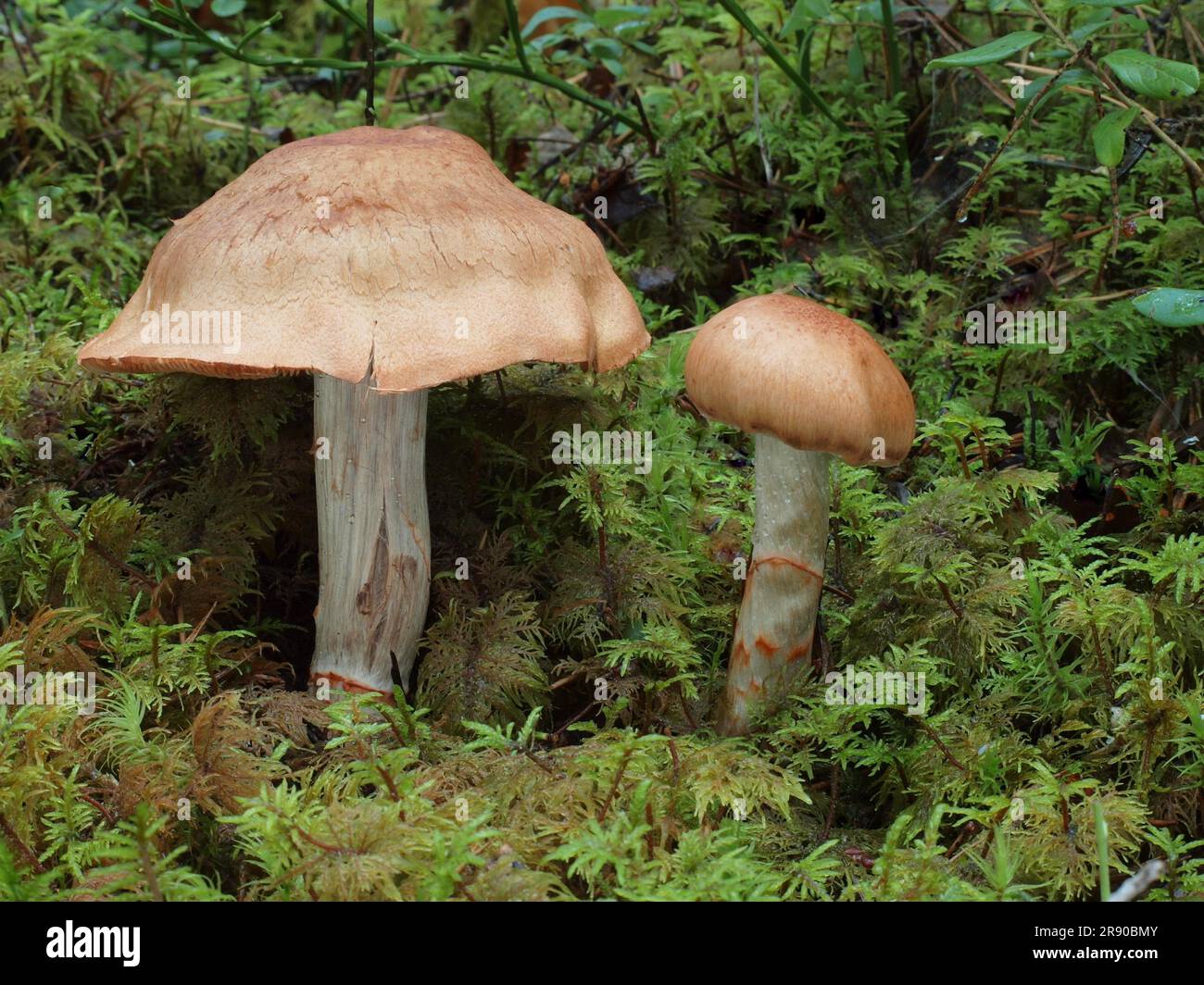 Cortinarius armillatus, commonly known as the red-banded cortinarius, is a late summer and autumn fungus usually found in moist coniferous forests Stock Photo