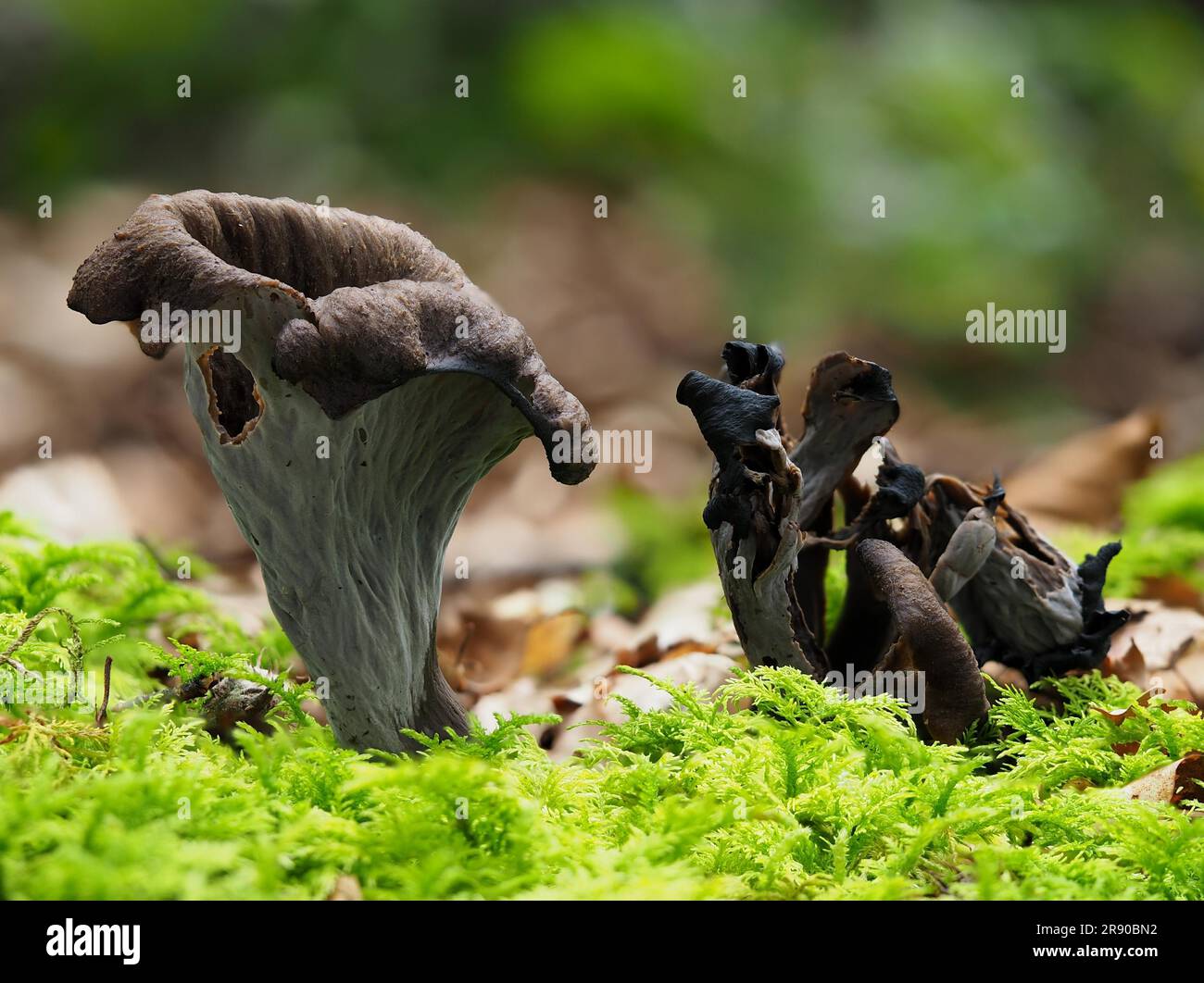 or horn of plenty, is an edible mushroom. It is also known as the black chanterelle (Craterellus cornucopioides), black trumpet, trompette de la mort Stock Photo