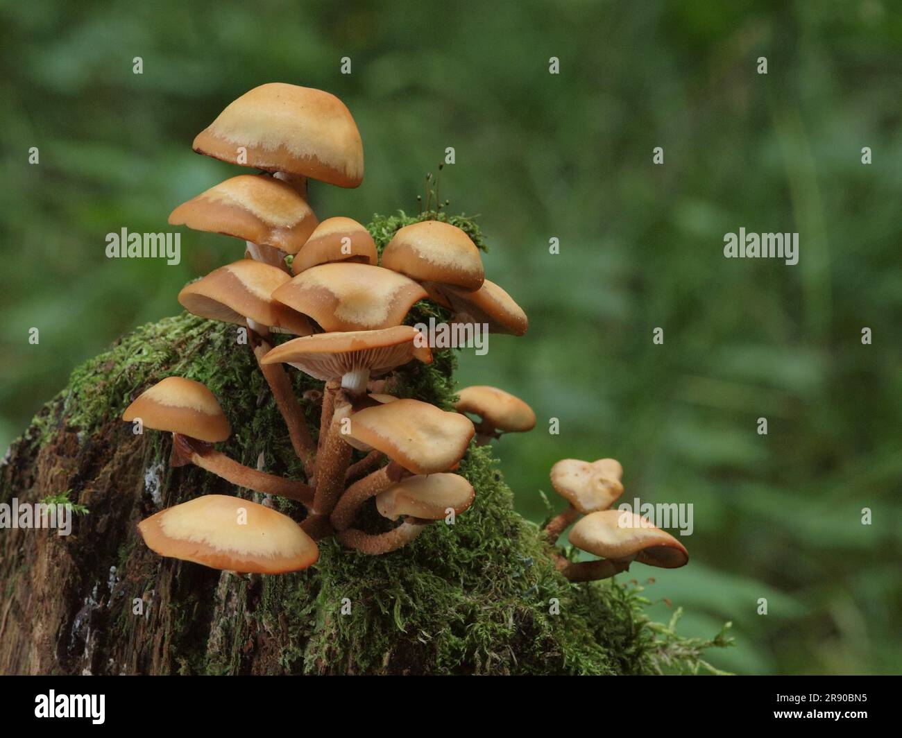 Kuehneromyces mutabilis (synonym: Pholiota mutabilis), commonly known as the sheathed woodtuft, is an edible fungus which grows in clumps on tree Stock Photo