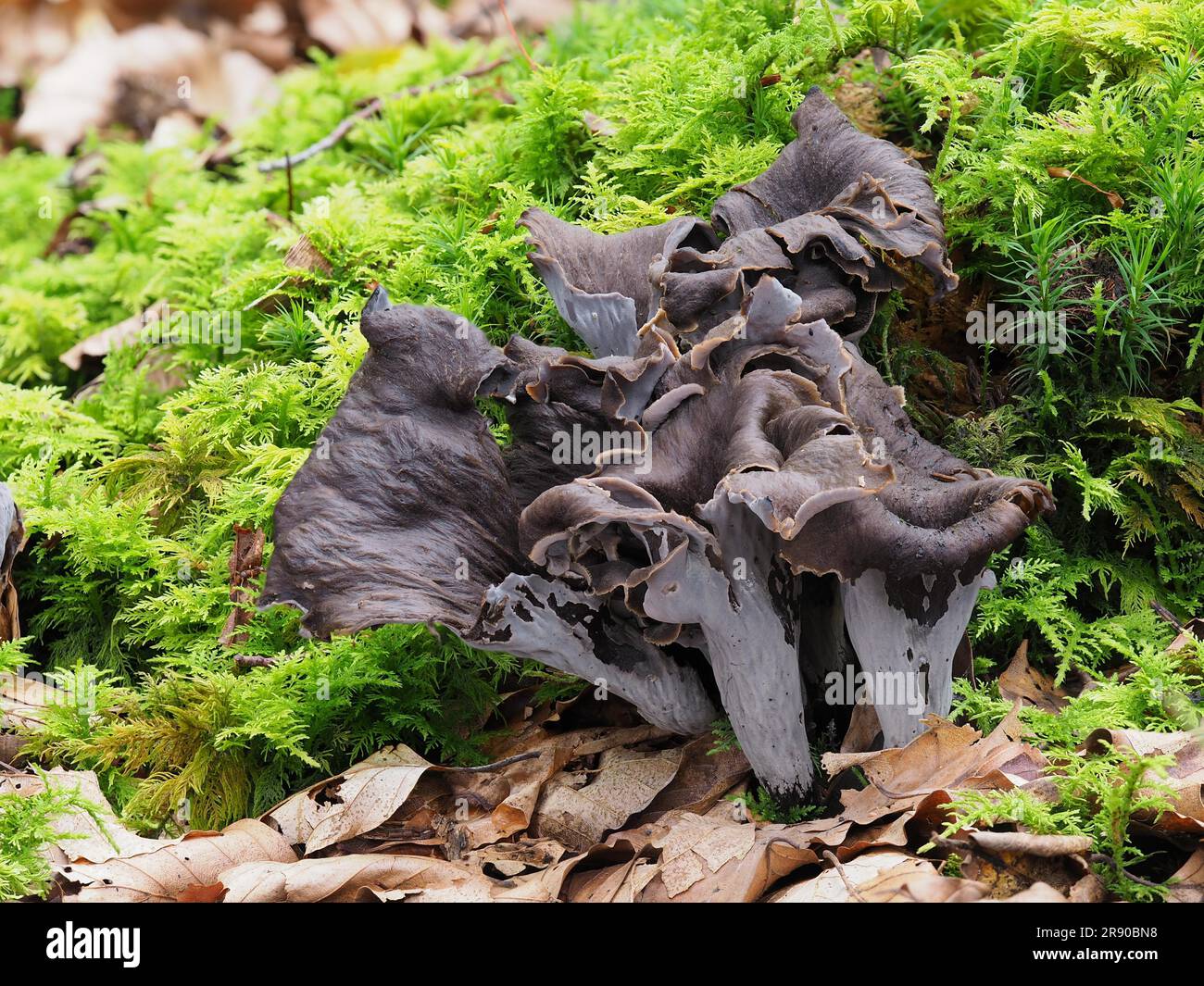 or horn of plenty, is an edible mushroom. It is also known as the black