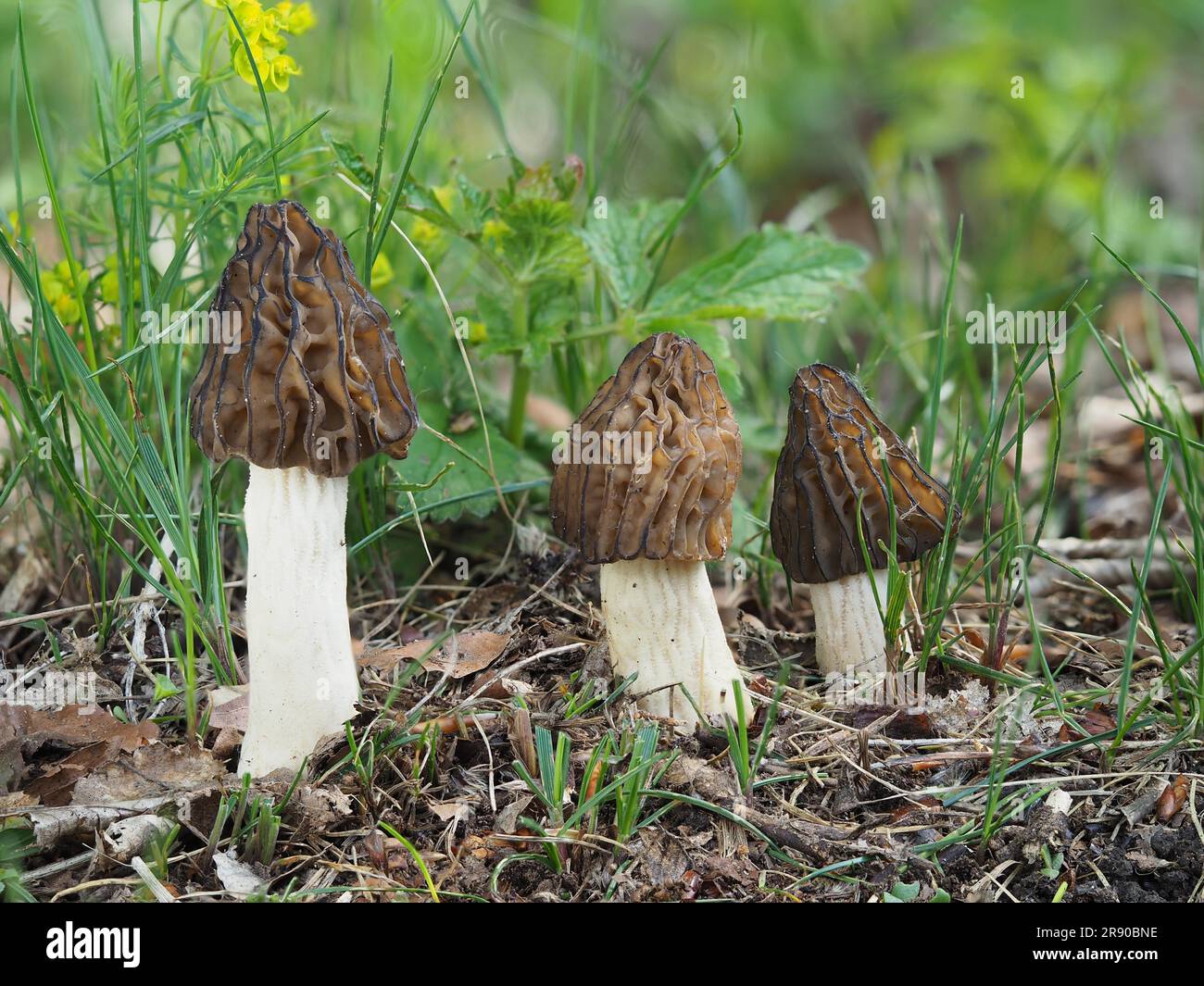 commonly called the half-free morel (Morchella semilibera), is a species of fungus in the family Morchellaceae.In the background, Cypress Spurge Stock Photo
