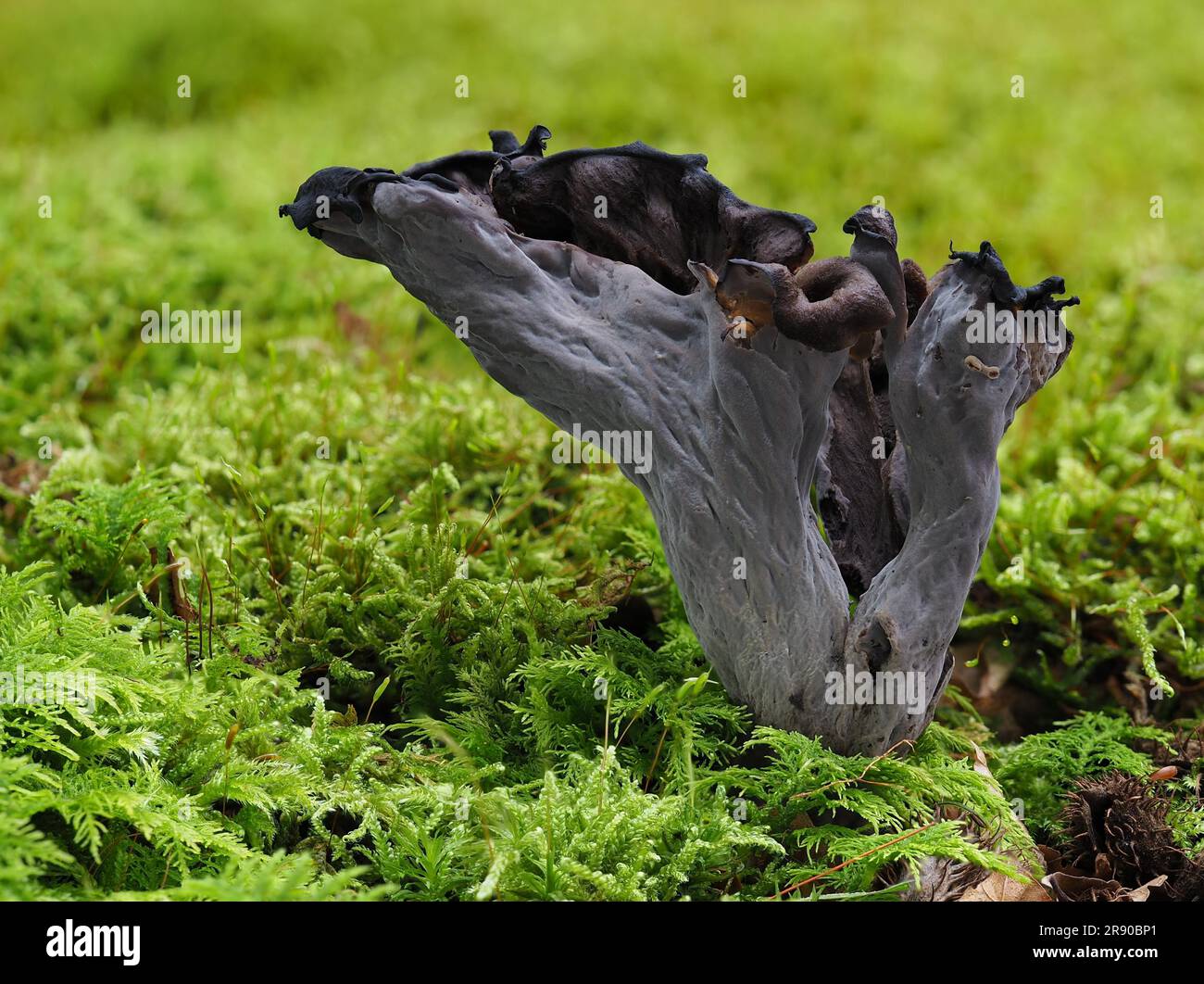 or horn of plenty, is an edible mushroom. It is also known as the black chanterelle (Craterellus cornucopioides), black trumpet, trompette de la mort Stock Photo