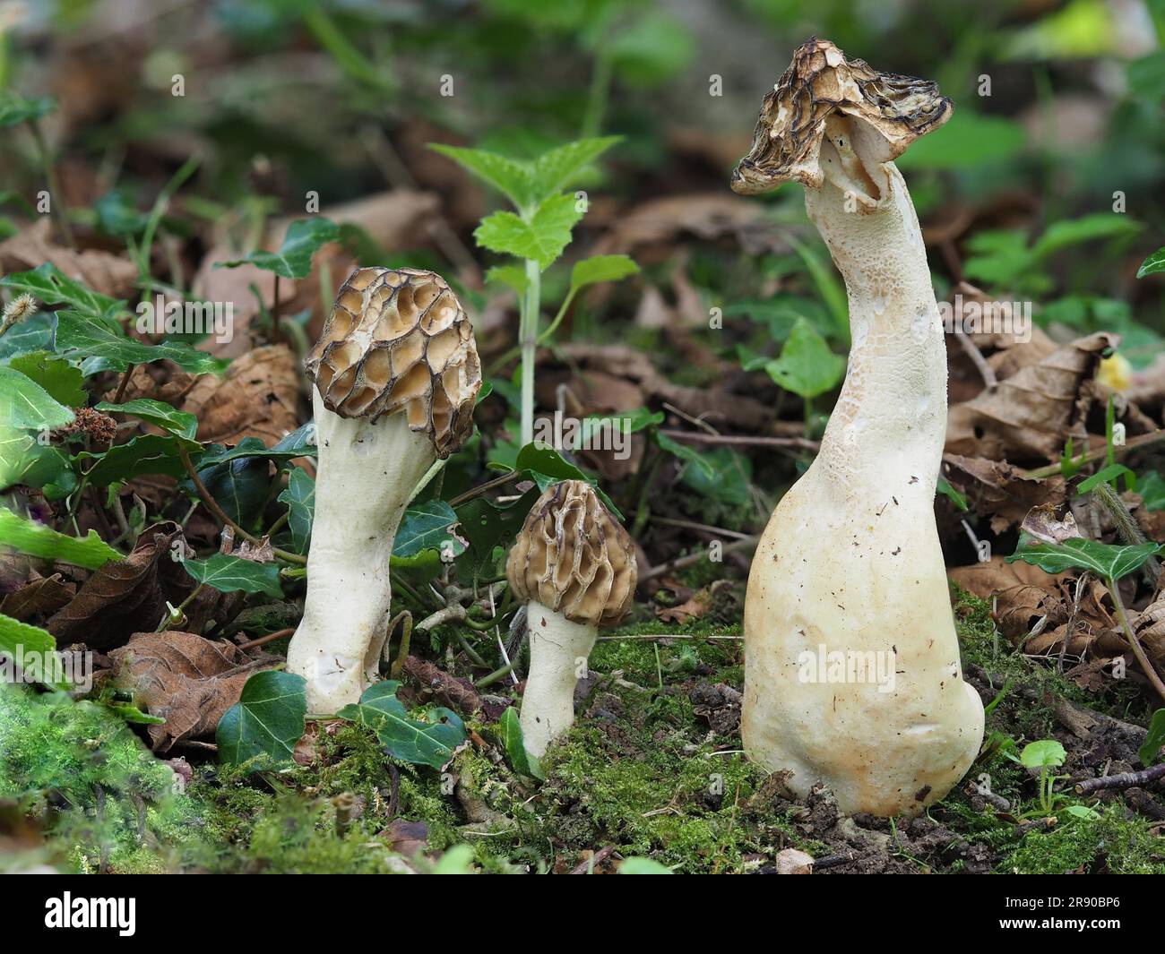 commonly called the half-free morel (Morchella semilibera), is a species of fungus in the family Morchellaceae native to Europe and Asia Stock Photo