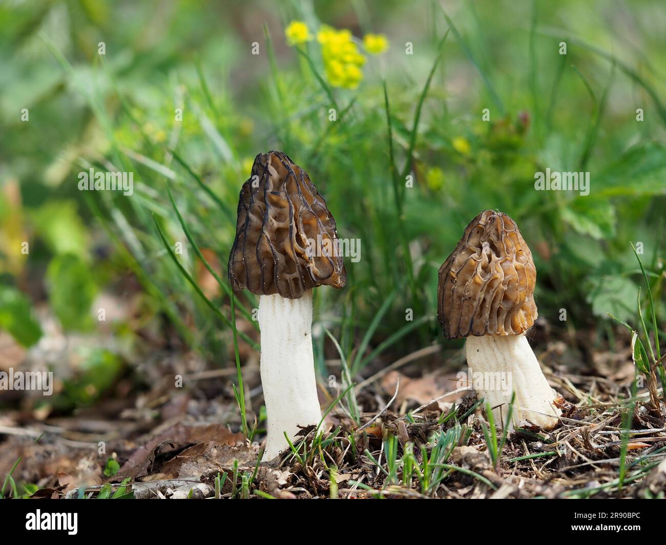 commonly called the half-free morel (Morchella semilibera), is a species of fungus in the family Morchellaceae.In the background, Cypress Spurge Stock Photo