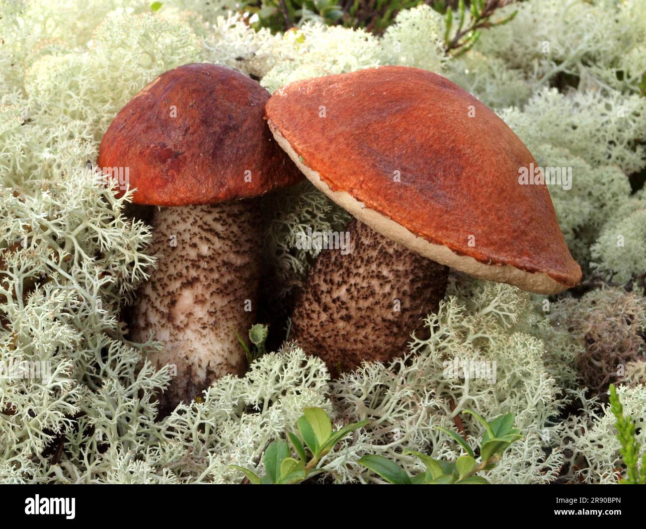 Leccinum vulpinum, commonly known as the foxy bolete, (3) is a bolete fungus in the genus Leccinum that is found in Europe. An edible species, it Stock Photo