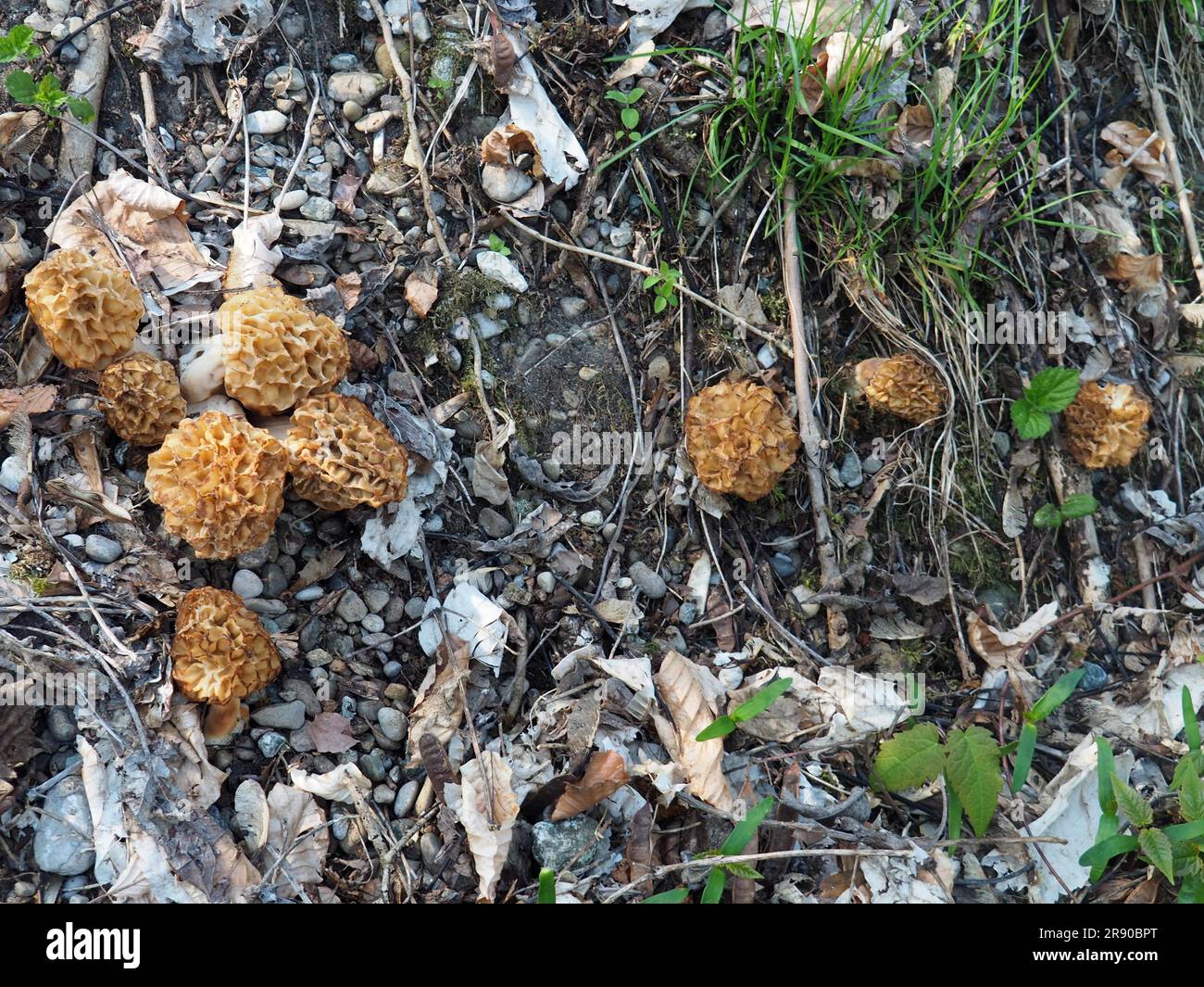 known as common (Morchella esculenta) morel) (morel) (yellow