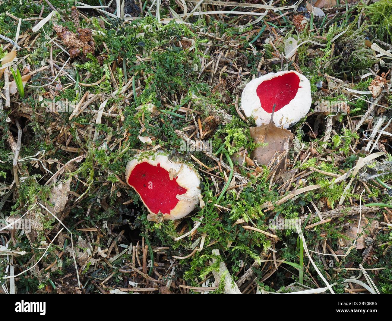 commonly known as the scarlet elf cup (Sarcoscypha coccinea), scarlet elf cap, or the scarlet cup, is a species of fungus in the family Stock Photo