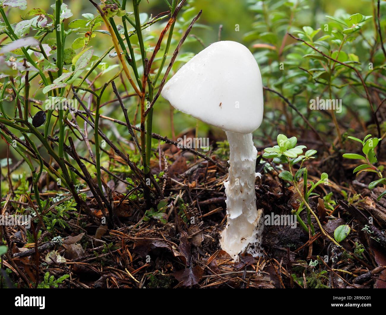 Amanita virosa, commonly known in Europe as the destroying angel, is a deadly poisonous basidiomycete fungus, one of many in the genus Amanita Stock Photo