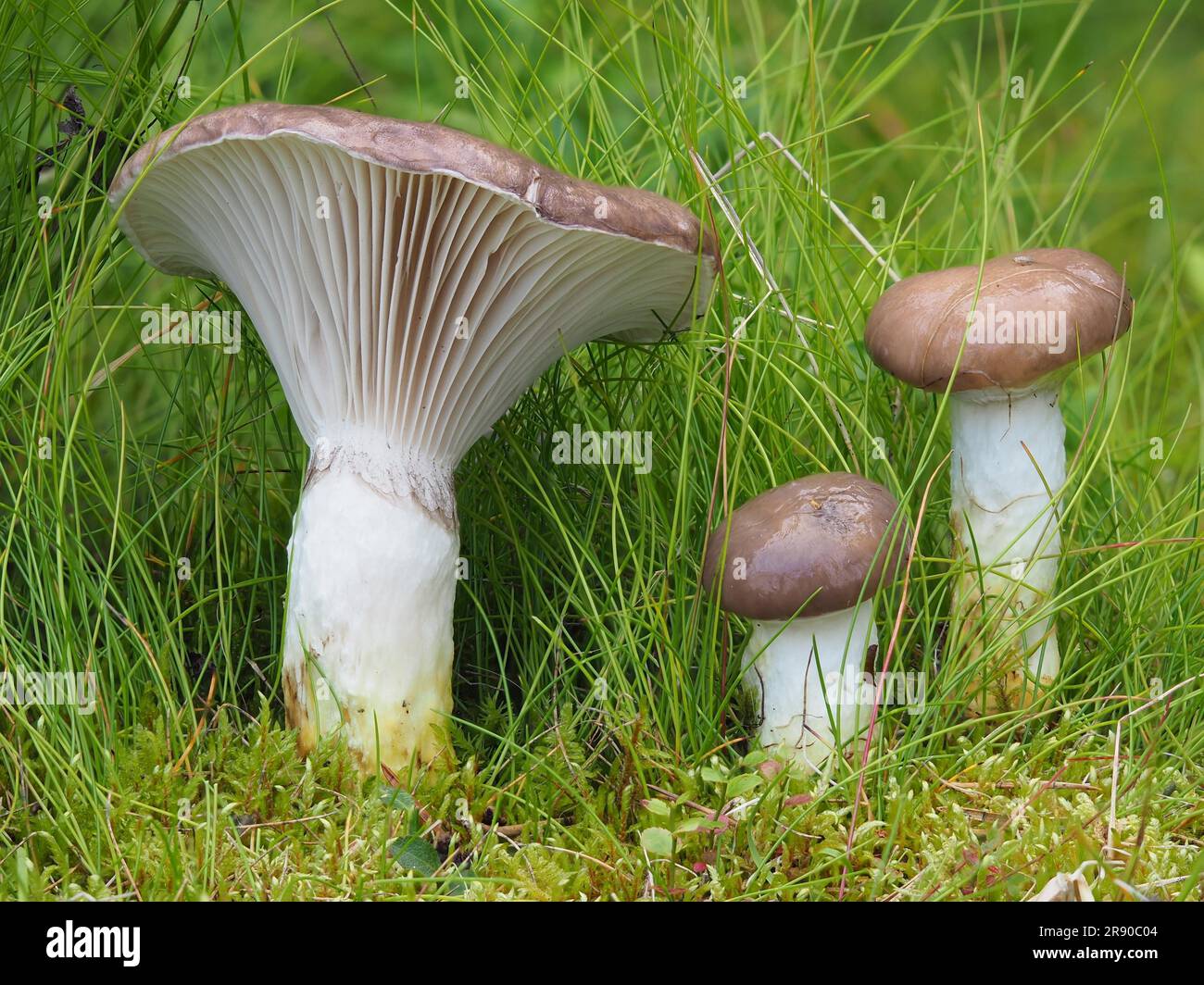 Cow's mouth, large yellow foot, slimy spike-cap (GOMPHIDIUS GLUTINOSUS), large wedge mushroom, large slime mushroom, rotter, snot nose, sheep's nose Stock Photo