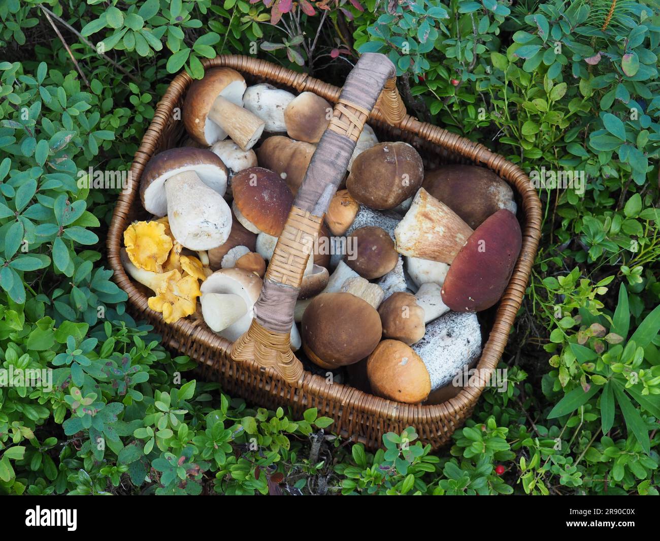 Mushroom basket, several species Stock Photo