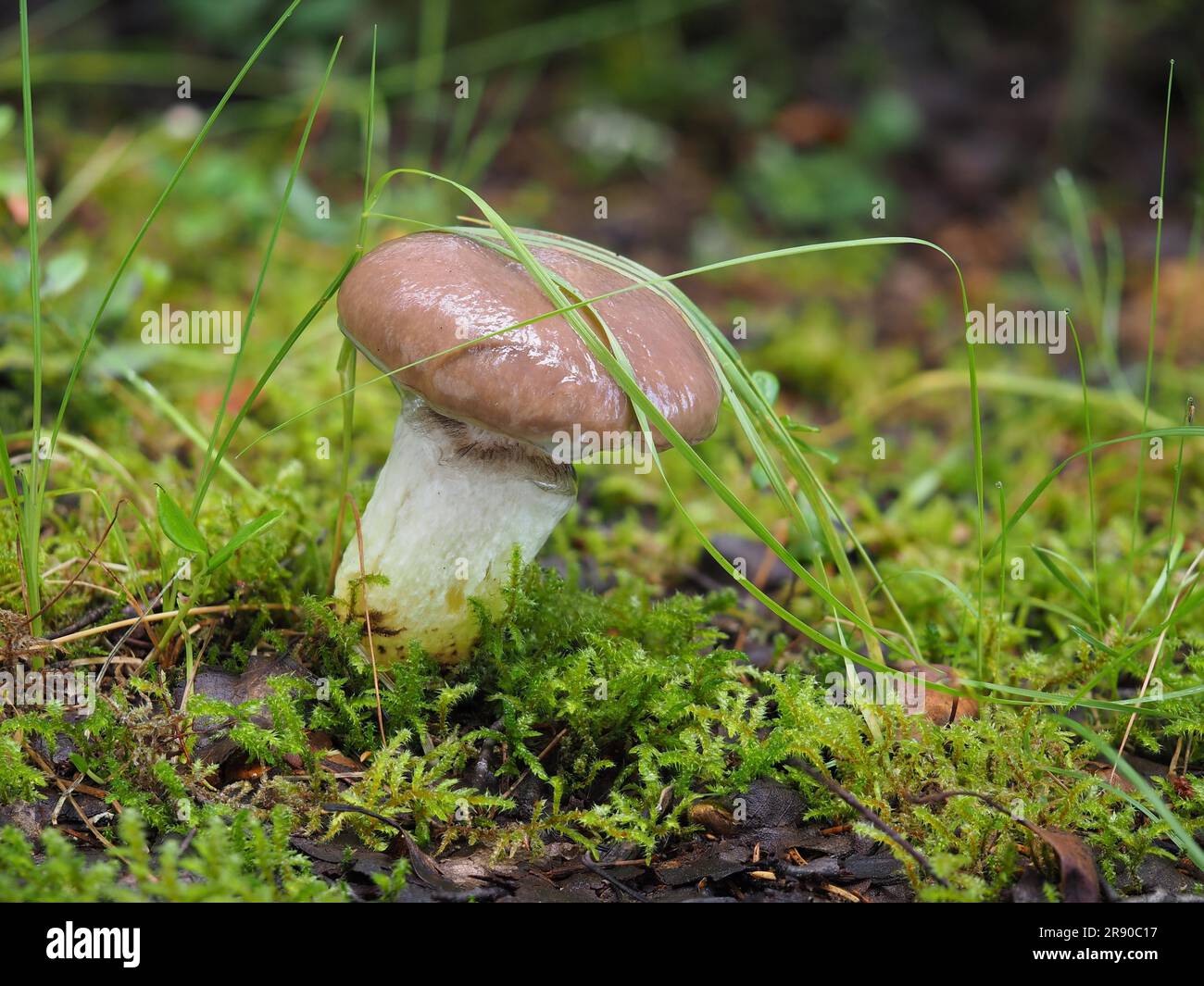 Cow's mouth, large yellow foot, slimy spike-cap (GOMPHIDIUS GLUTINOSUS), large wedge mushroom, large slime mushroom, rotter, snot nose, sheep's nose Stock Photo
