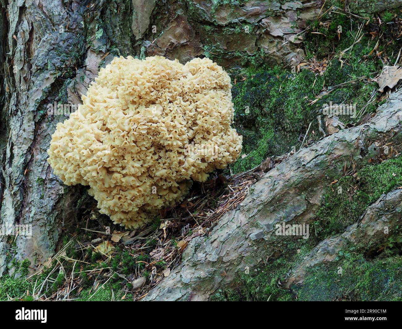 Cauliflower mushroom is a genus of parasitic and saprobic mushrooms characterised by their unique shape and appearance. This appearance can be Stock Photo
