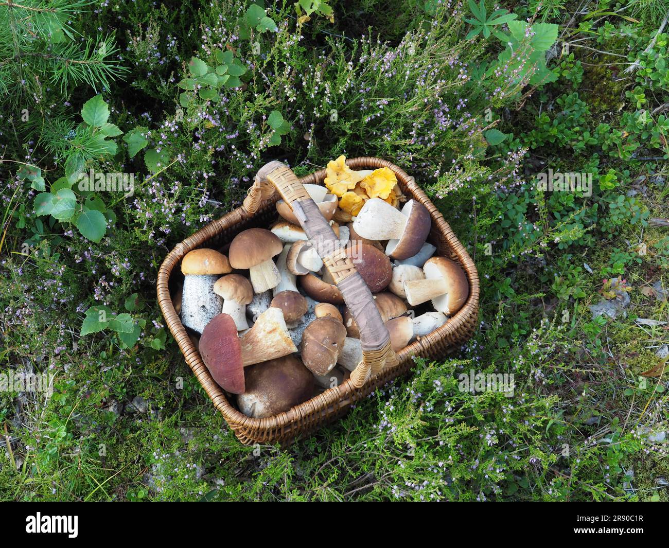 Mushroom basket, several species Stock Photo