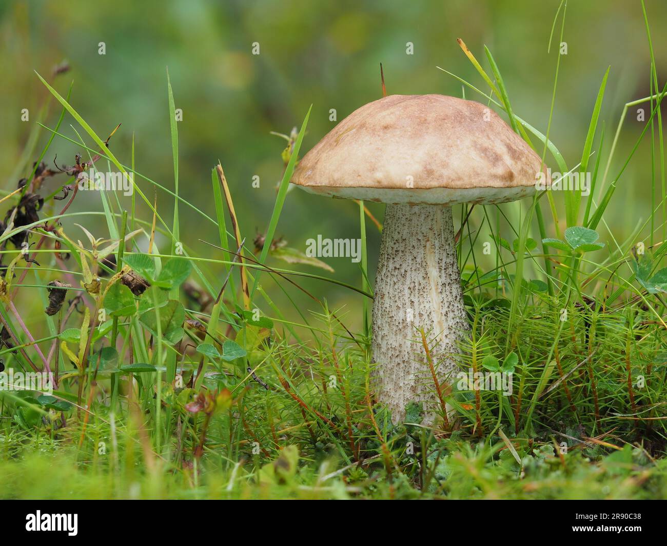 commonly known as the rough-stemmed bolete, scaber stalk, and birch bolete (Leccinum scabrum), is an edible mushroom in the family Boletaceae. Shot Stock Photo