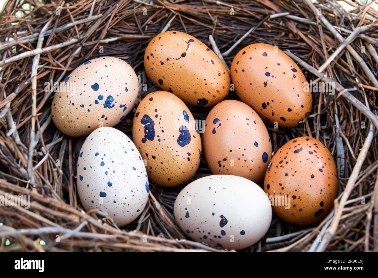 Bird Eggs In Nest Stock Photo Alamy