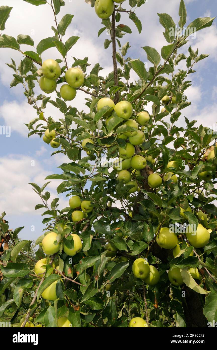 https://c8.alamy.com/comp/2R90CF2/apples-golden-delicious-on-the-tree-malus-domestica-2R90CF2.jpg