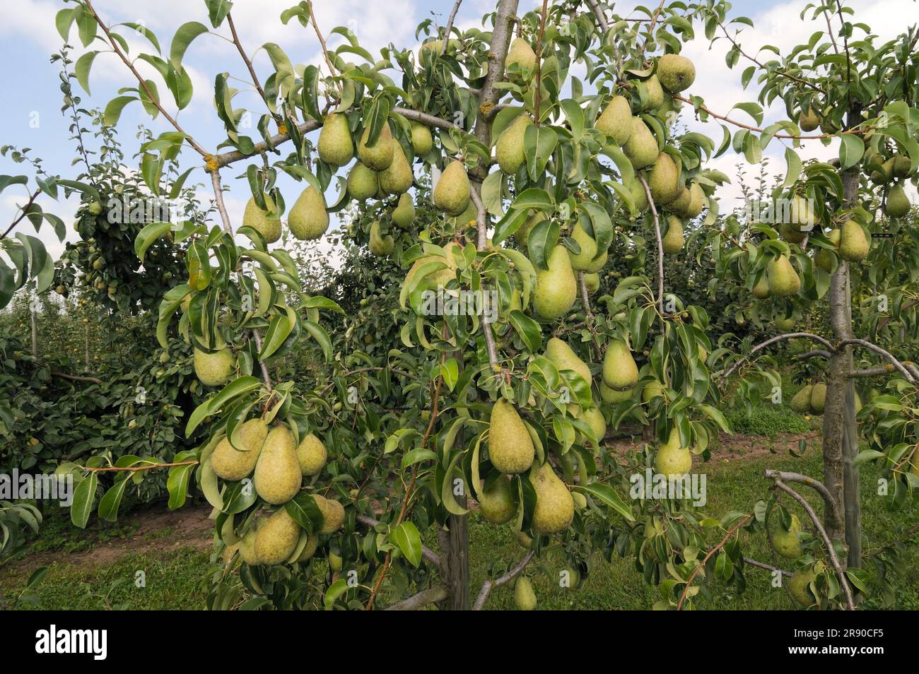 Pears Agata on tree (Pyrus communis) Stock Photo