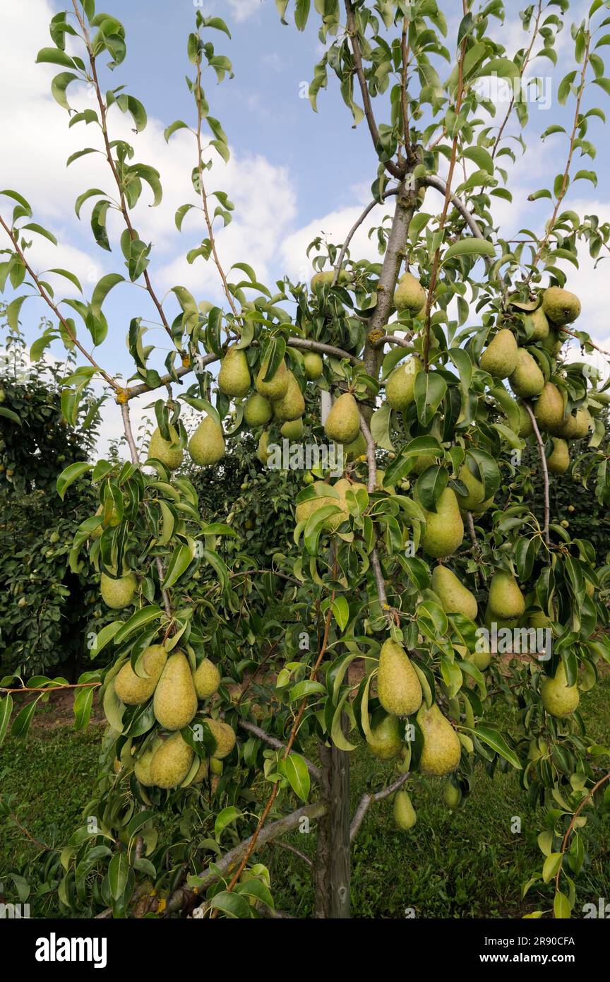 Pears Agata on tree (Pyrus communis) Stock Photo